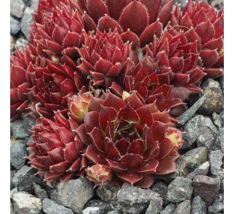 Sempervivum FOR YOU