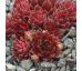 Sempervivum FOR YOU
