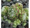 Sempervivum FREDEGAR