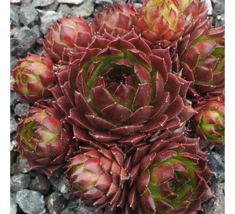 Sempervivum FRESH FINE ORANGE