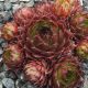 Sempervivum FRESH FINE ORANGE