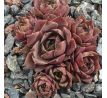 Sempervivum ROTKOPF