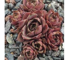 Sempervivum ROTKOPF