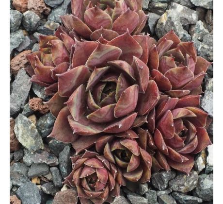 Sempervivum ROTKOPF