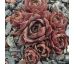 Sempervivum ROTKOPF