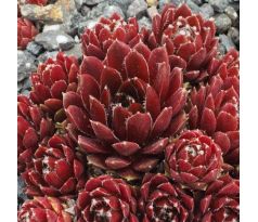 Sempervivum PALISSANDER