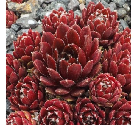 Sempervivum PALISSANDER