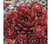 Sempervivum PALISSANDER