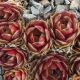 Sempervivum ALOYSIA