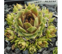 Sempervivum ALSEM
