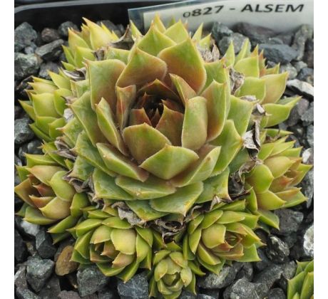 Sempervivum ALSEM