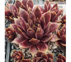 Sempervivum ANDINN LAMBO