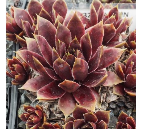 Sempervivum ANDINN LAMBO