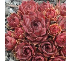 Sempervivum ANDINN PURPUR