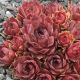 Sempervivum ANDINN PURPUR