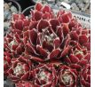 Sempervivum ANN-CHRISTY