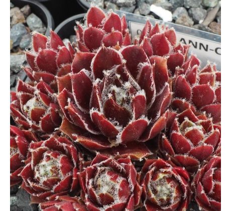 Sempervivum ANN-CHRISTY