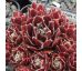 Sempervivum ANN-CHRISTY