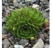 Sempervivum APOLLO`S FROG