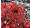 Sempervivum ATLANTIS II