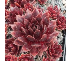 Sempervivum AUGENSTERN