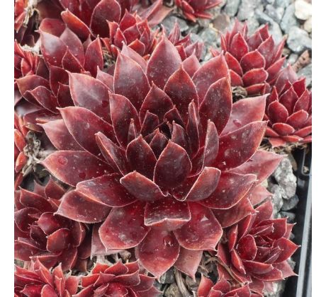 Sempervivum AUGENSTERN