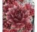 Sempervivum AUGENSTERN