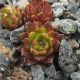 Sempervivum AZRAEL