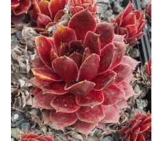 Sempervivum BENNEBROEK