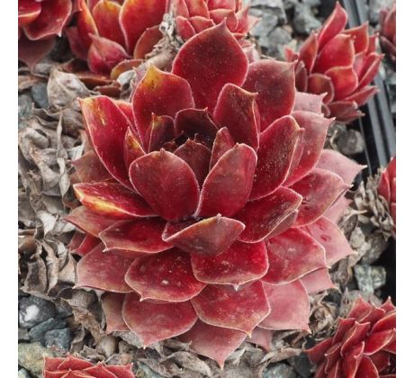 Sempervivum BENNEBROEK