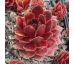 Sempervivum BENNEBROEK