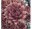 Sempervivum BLAUES BLUT