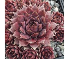 Sempervivum BLAUES BLUT
