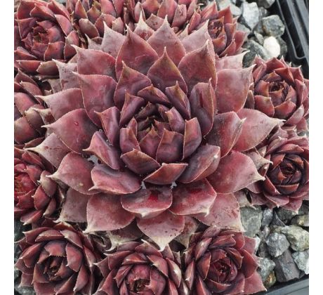 Sempervivum BLAUES BLUT