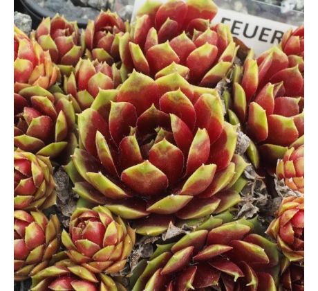 Sempervivum FEUERWERK