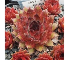 Sempervivum FIRGROVE EARLY RISER