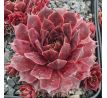 Sempervivum FLANDER`S PASSION