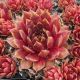 Sempervivum FUEGO