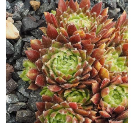 Sempervivum GEORGETTE