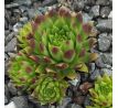 Sempervivum GLÜHWÜRMCHEN