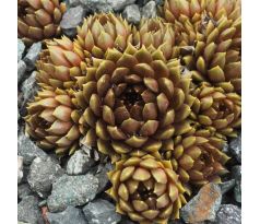 Sempervivum GOLDSCHATZ