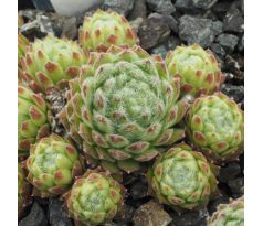 Sempervivum GREEN ICE