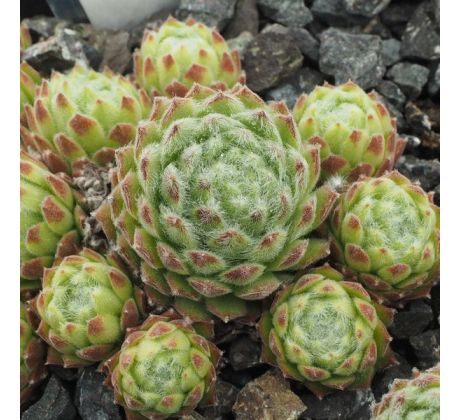 Sempervivum GREEN ICE