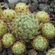 Sempervivum GREEN ICE
