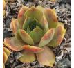 Sempervivum GREY GHOST