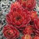 Sempervivum GRISELDA