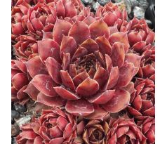 Sempervivum GRUAUD LAROSE