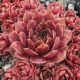 Sempervivum GRUAUD LAROSE