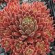 Sempervivum GUMMIBÄRCHEN