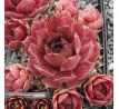 Sempervivum HALEMAUMAU